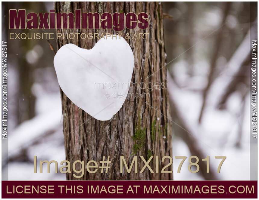 Heart made of snow on a tree