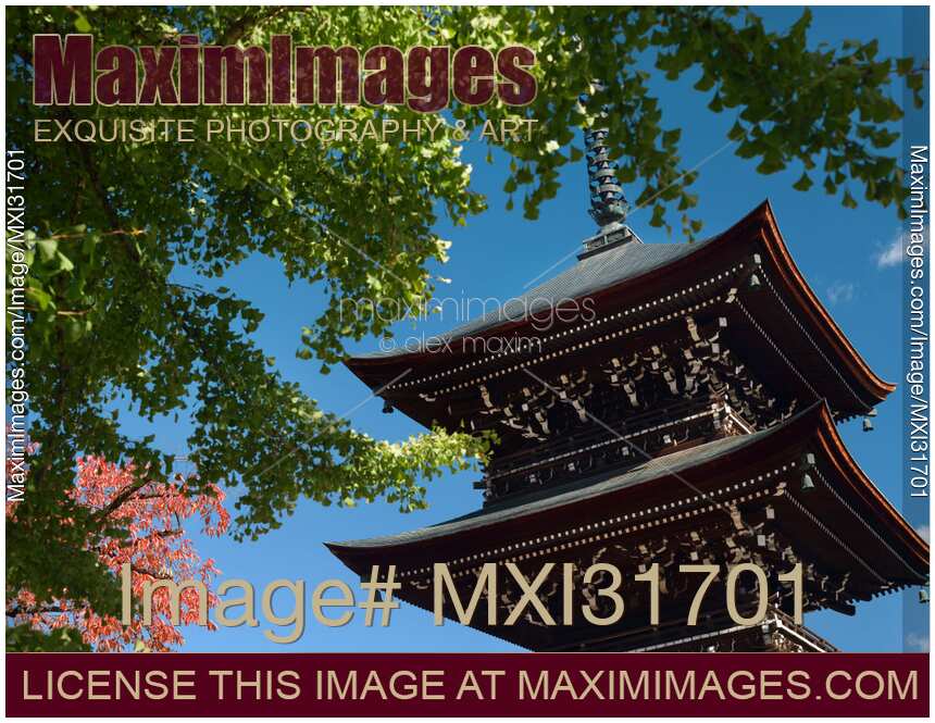 Hida Kokubunji Temple Pagoda under a Ginkgo tree in Takayama