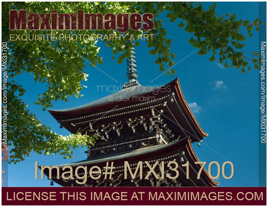 Hida Kokubunji Temple Pagoda under a Ginkgo tree