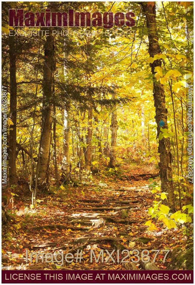Hiking Trail in a Park