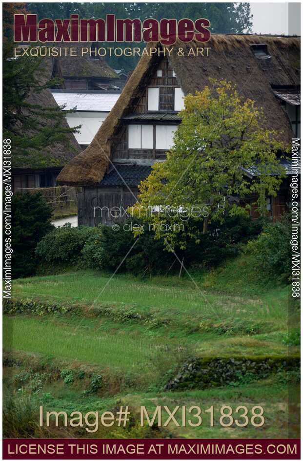 Historic Japanese Gassho houses and rice paddies in a rural scenery of Ainokura village