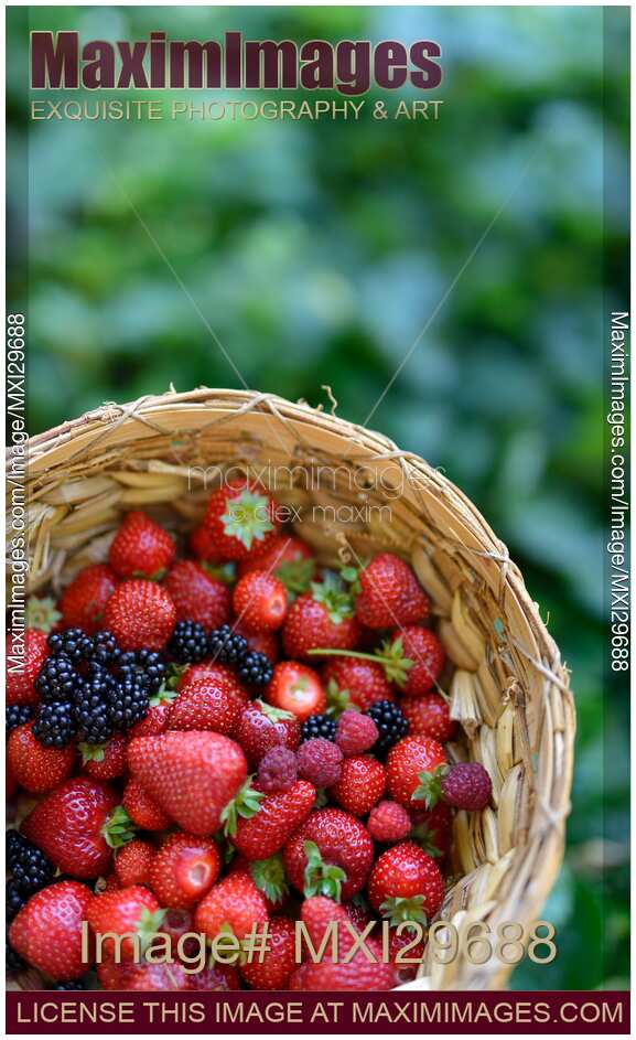Home grown strawberries and other berries in a basket