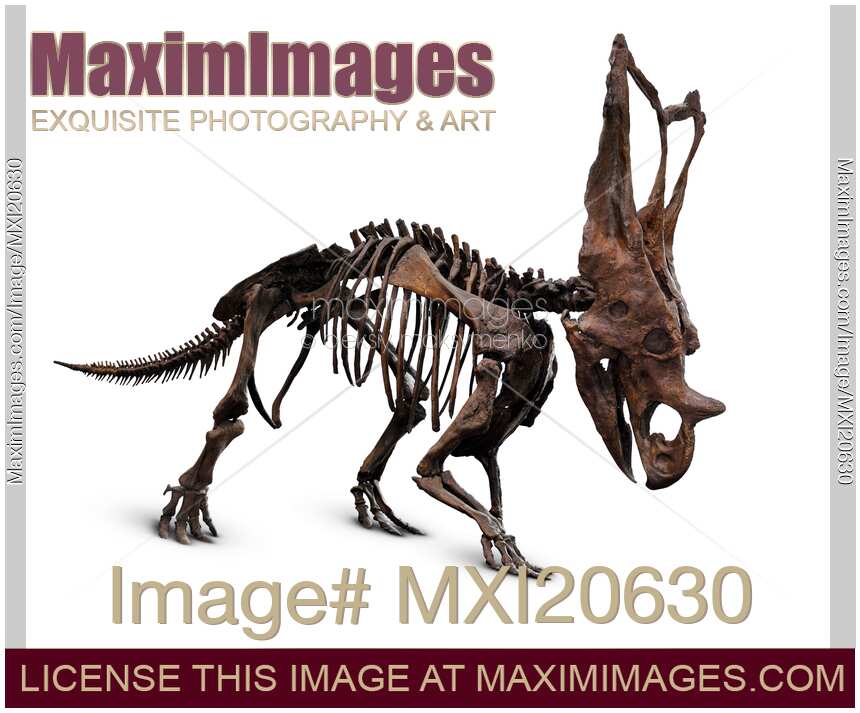 Horned Dinosaur Skeleton