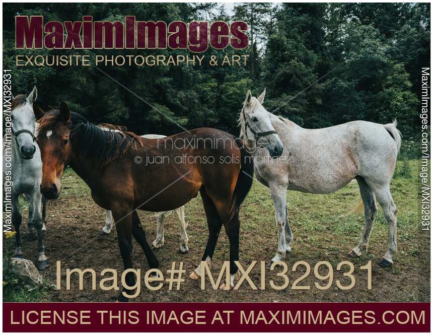 Horses at a farm in Athlone Ireland