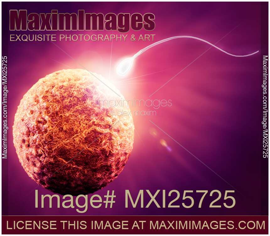 Human egg and sperm Fertilization