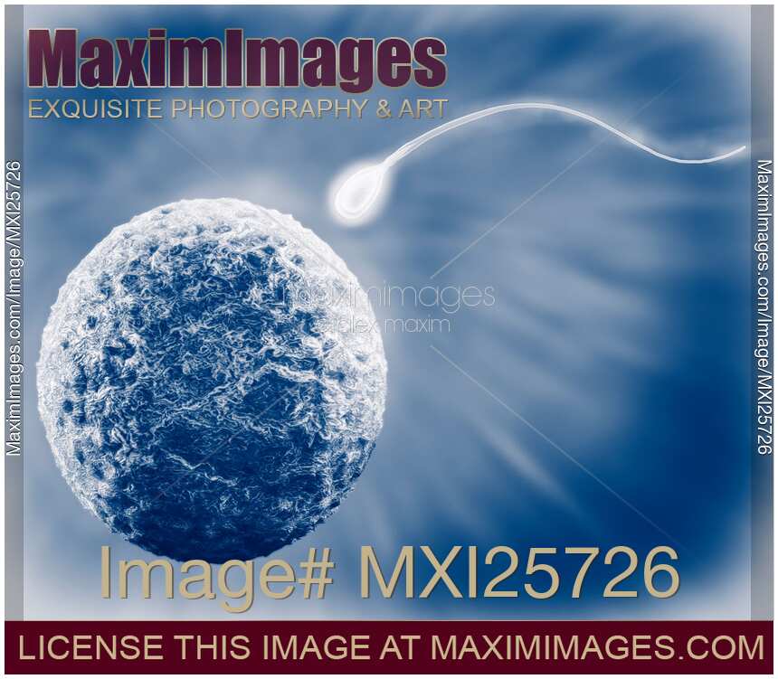 Human egg and sperm