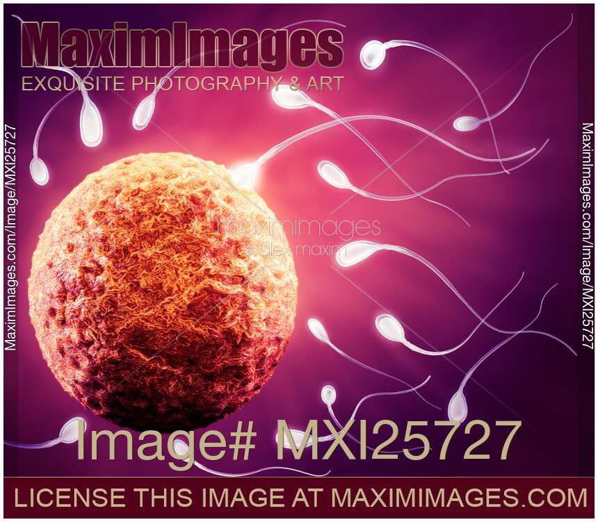 Human egg ovum and spermatozoa sperm