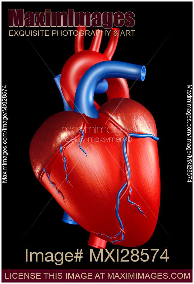 Human Heart 3D Illustration on black