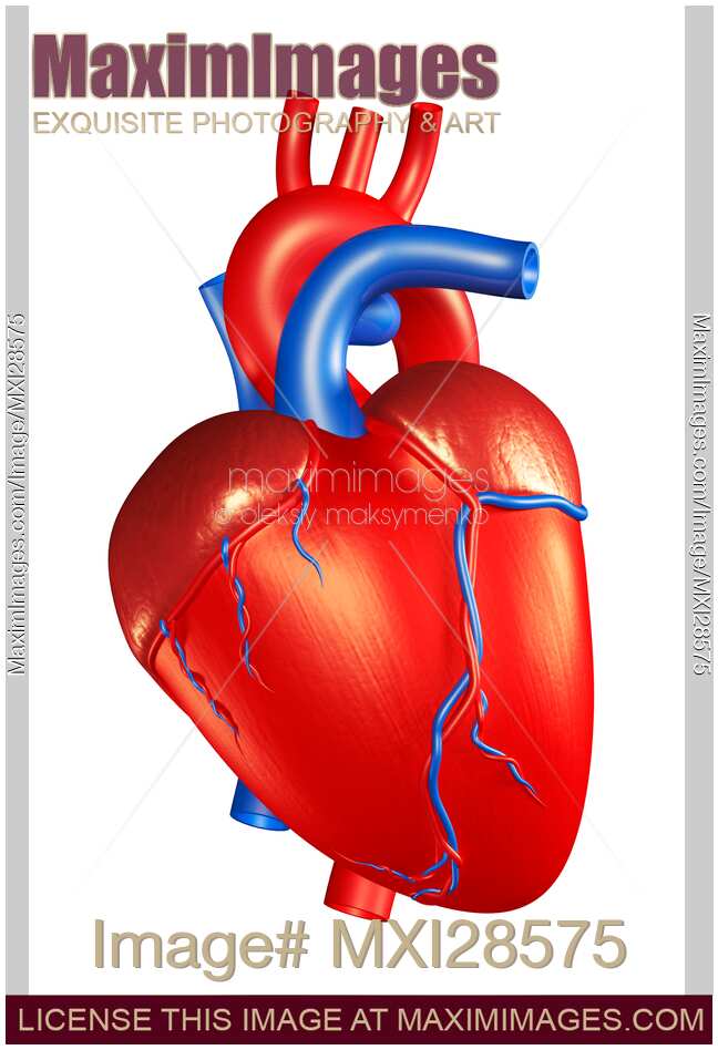 Human Heart 3D Illustration