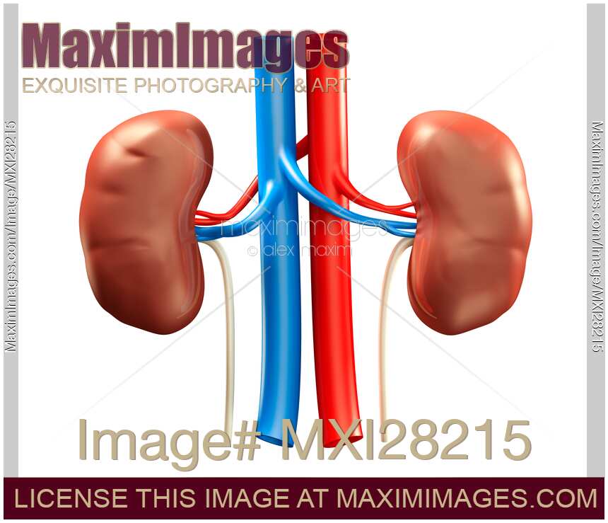 Human kidneys illustration