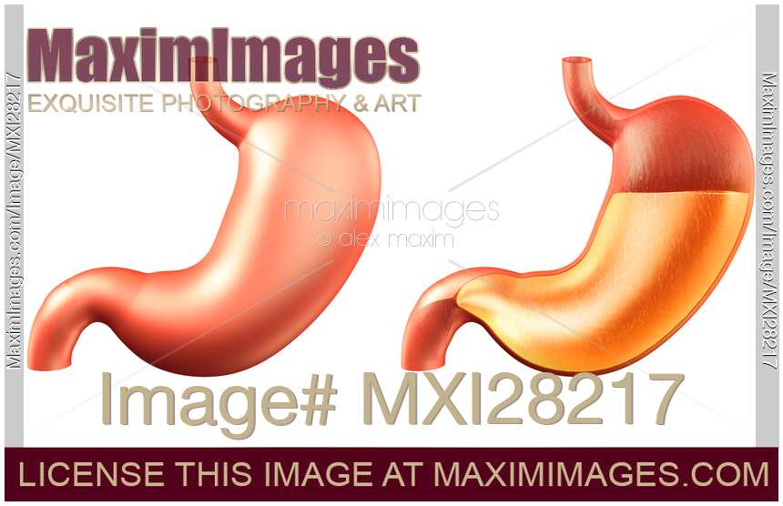 Human stomach and stomach acid illustration