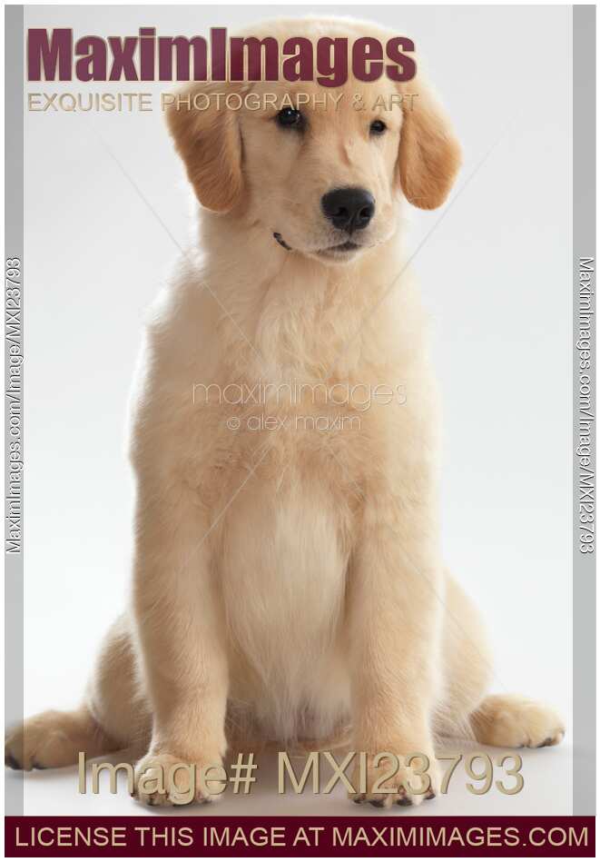 Humorous Photo of Golden Retriever Puppy