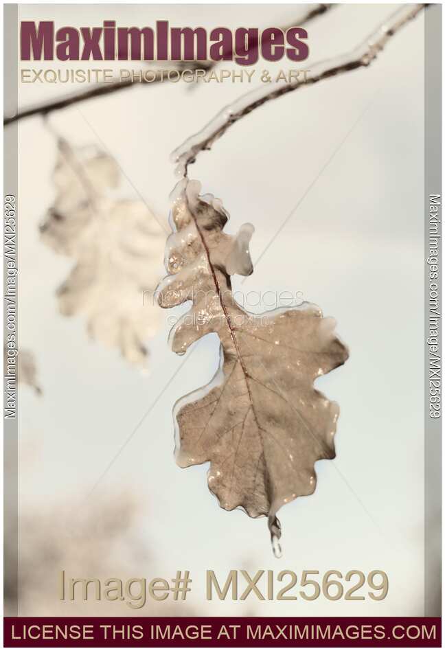 Ice covered oak leaves