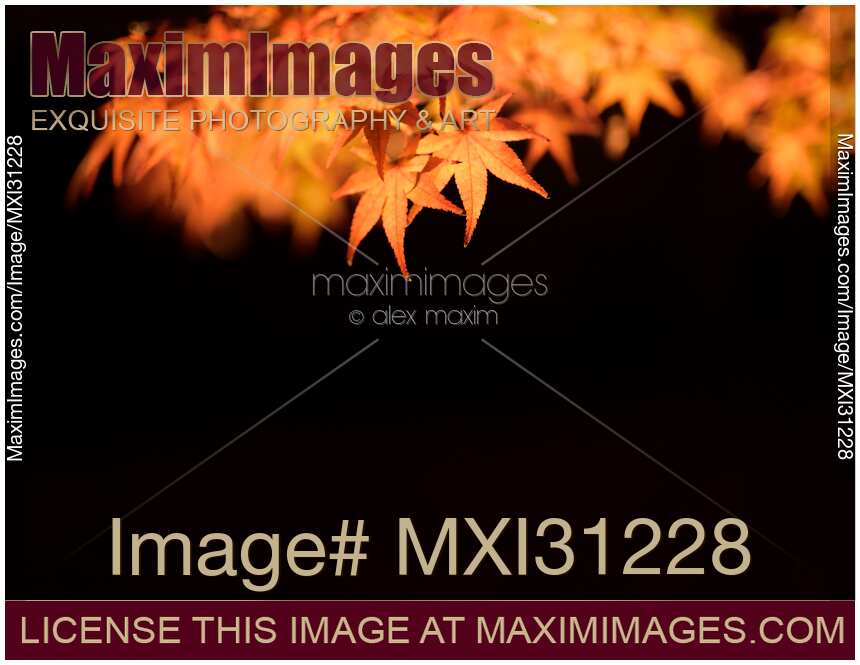 Illuminated at night branch with yellow Japanese maple tree leaves on black background