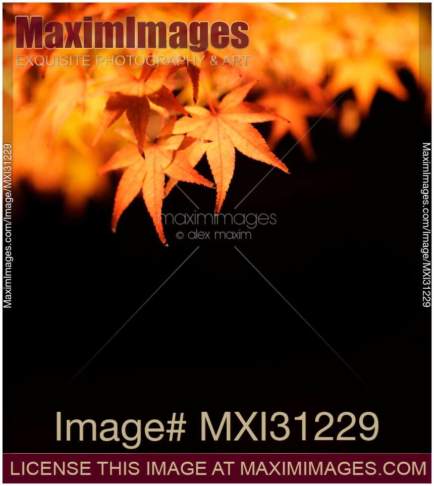 Illuminated red Japanese maple tree leaves closeup on black