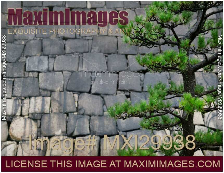 Japanese black pine tree branches on stone wall background