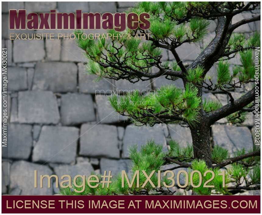Japanese black pine tree branches on stone wall background