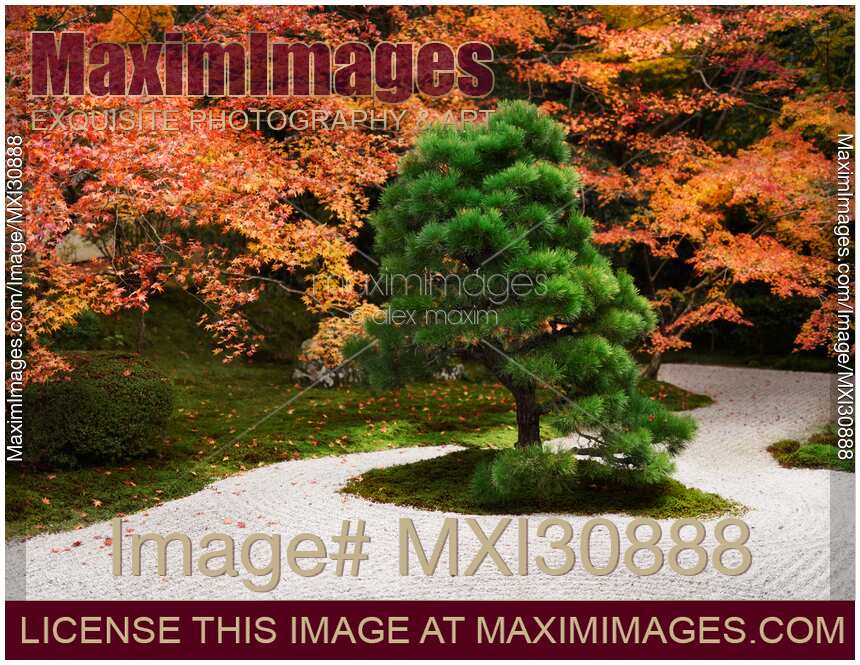 Japanese black pine tree Tenjuan Temple Zen Garden in fall scenery