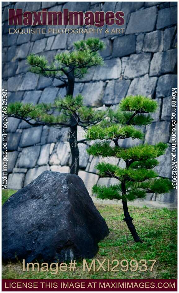 Japanese black pine trees and a rock in front of stone wall