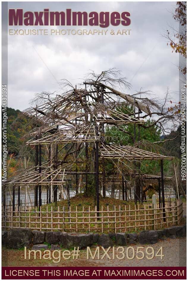 Japanese cherry tree trained in a garden over a structure of bamboo scaffolds and supports Niwaki