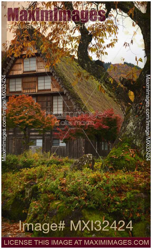 Japanese Gassho historic rural house in autumn scenery Shirakawa-go village Japan