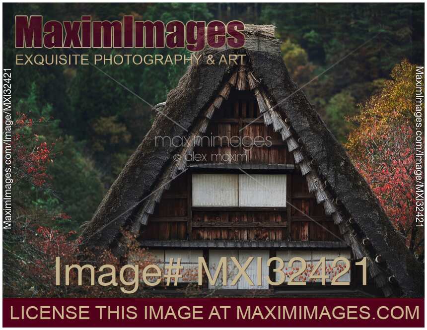 Japanese Gassho-style farmhouse with persimmons drying outside of the windows under a thatched roof