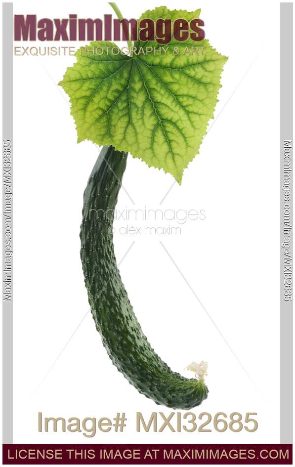 Japanese long cucumber fruit and a green leaf isolated on white