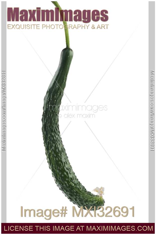 Japanese long cucumber isolated closeup on white background