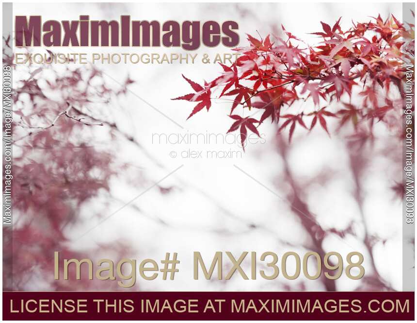 Japanese maple red leaves in autumn mist