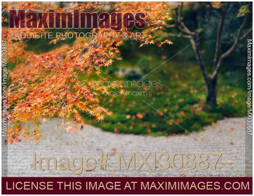 Japanese maple red tree leaves Zen garden of Tenjuan Temple in Kyoto