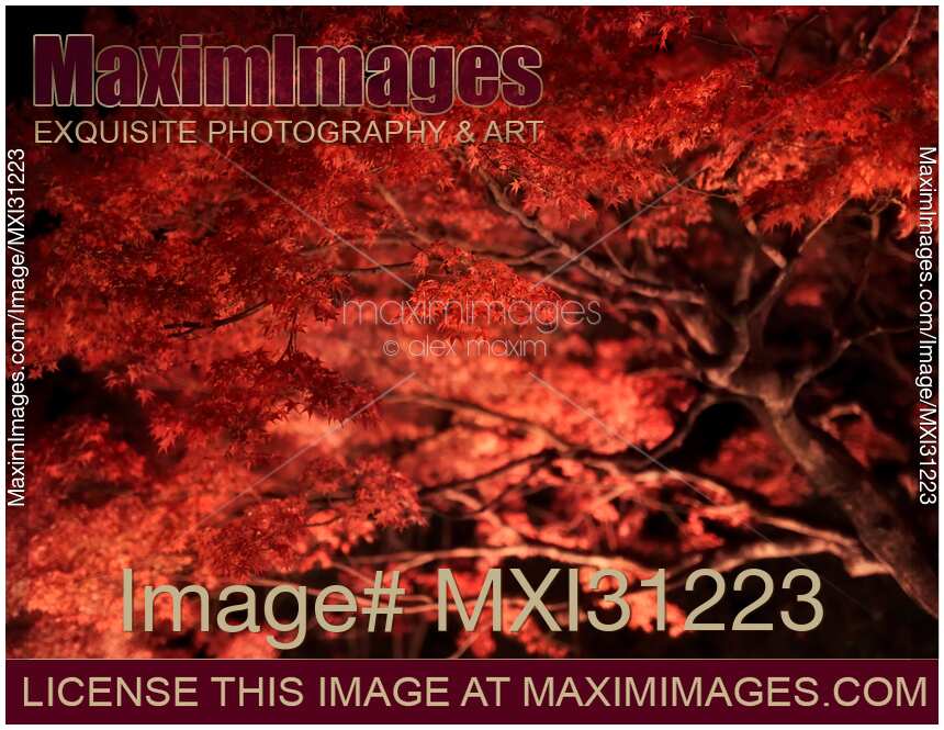 Japanese maple tree red autumn foliage illuminated at night in Kyoto