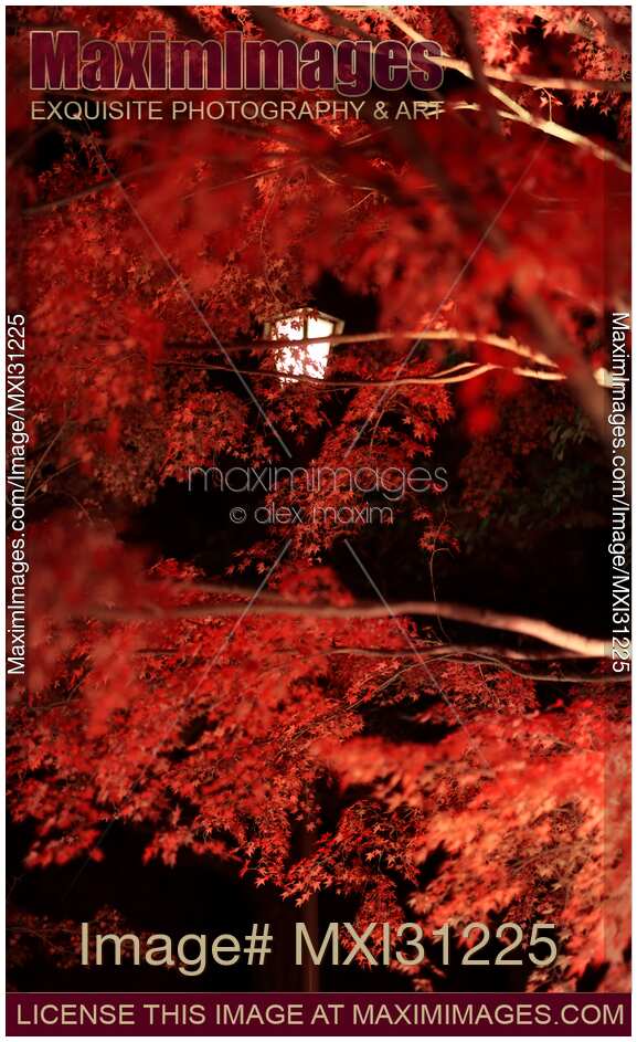 Japanese maple tree red autumn foliage illuminated by street lights in Kyoto