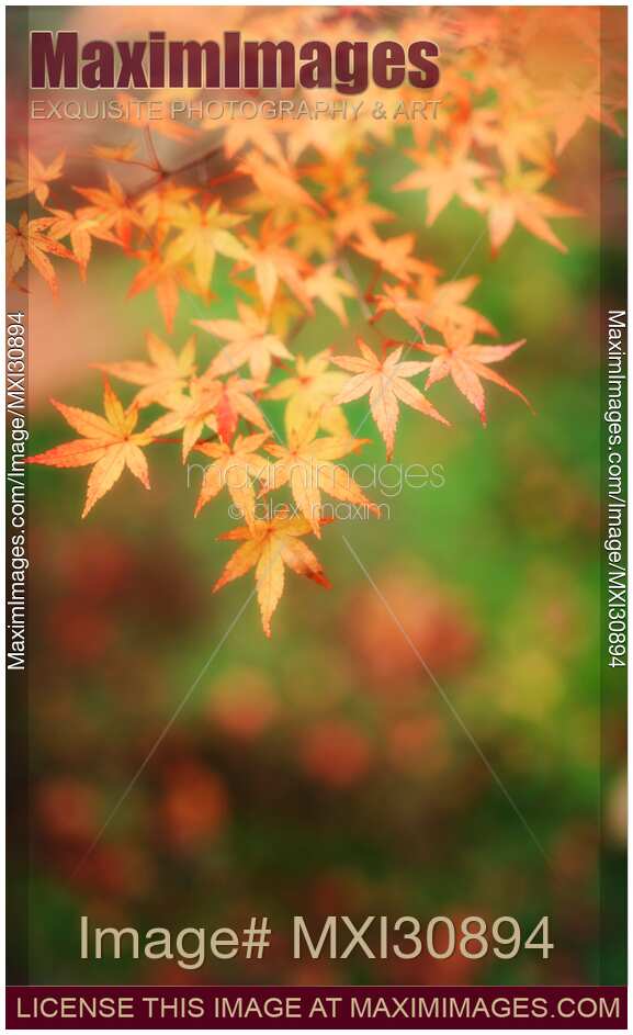 Japanese maple tree yellow leaves closeup
