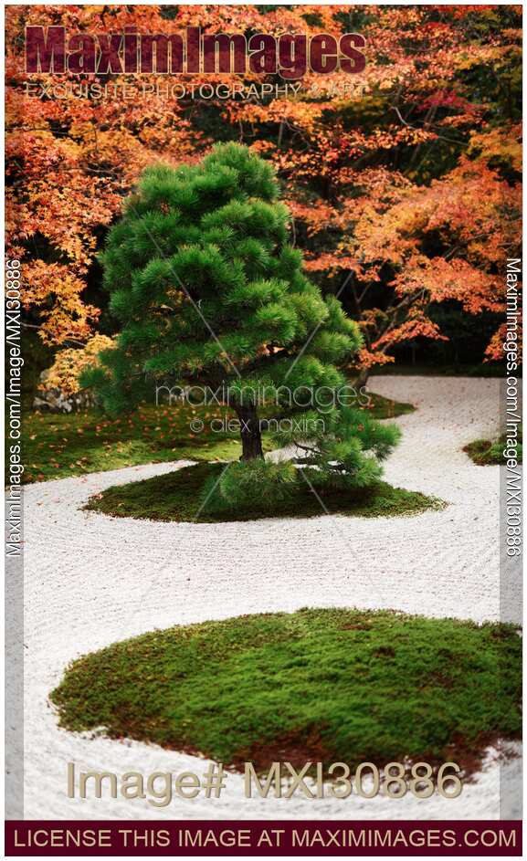 Japanese pine tree at Tenjuan Temple Garden in autumn scenery