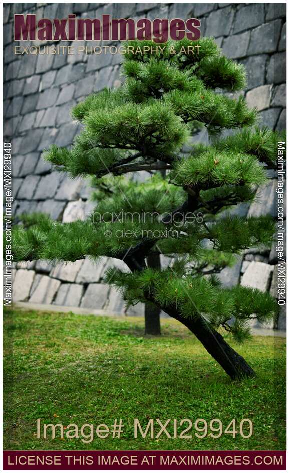Japanese pine tree in front of castle stone wall