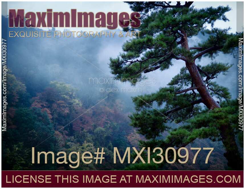 Japanese red pine tree in a foggy autumn morning scenery in Kyoto