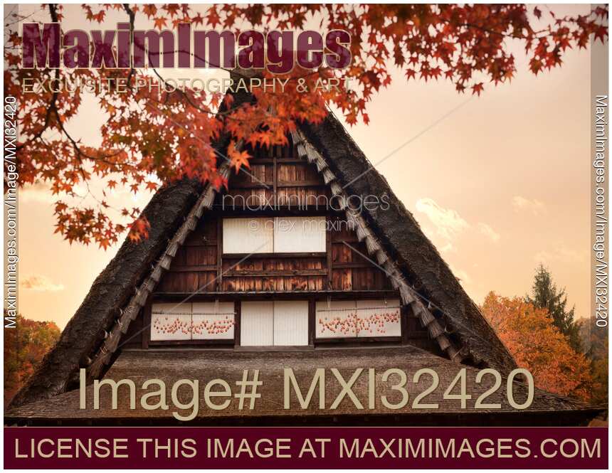 Japanese rural Gassho house with persimmons drying on the windows in colorful autumn scenery with red maple tree leaves