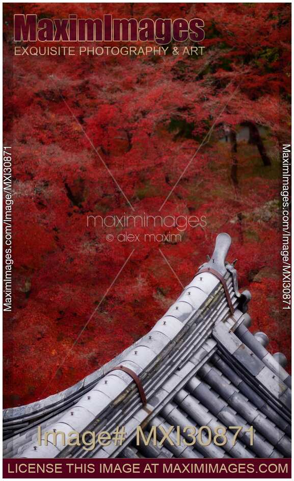 Japanese temple building roof clay tile Kawara in colorful autumn scenery