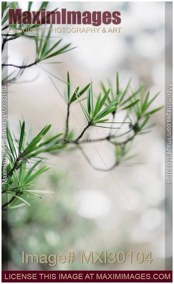 Japanese umbrella pine Sciadopitys verticillata leaves