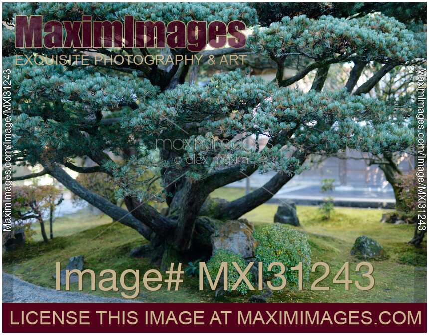 Japanese white pine tree, Pinus parviflora at Ginkaku-ji temple garden
