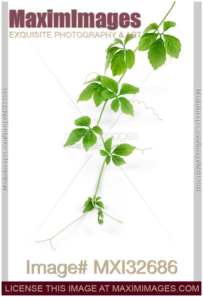 Jiao Gu Lan or Gynostemma climbing plant vine with green leaves tendrils on white background