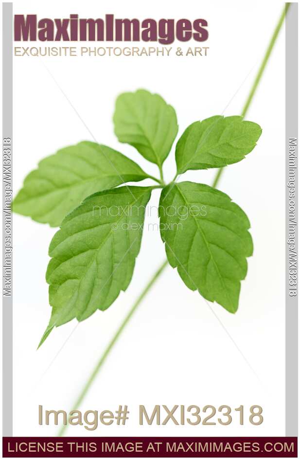 Jiaogulan Gynostemma pentaphyllum Jiao Gu Lan closeup of leaves on white