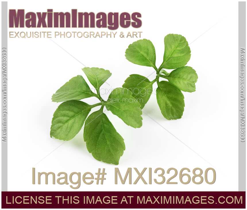 Jiaogulan plant closeup of green leaf clusters isolated on white