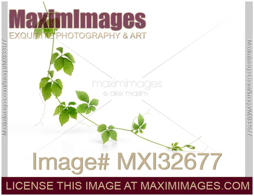 Jiaogulan plant closeup of green leaves on a vine isolated on white background