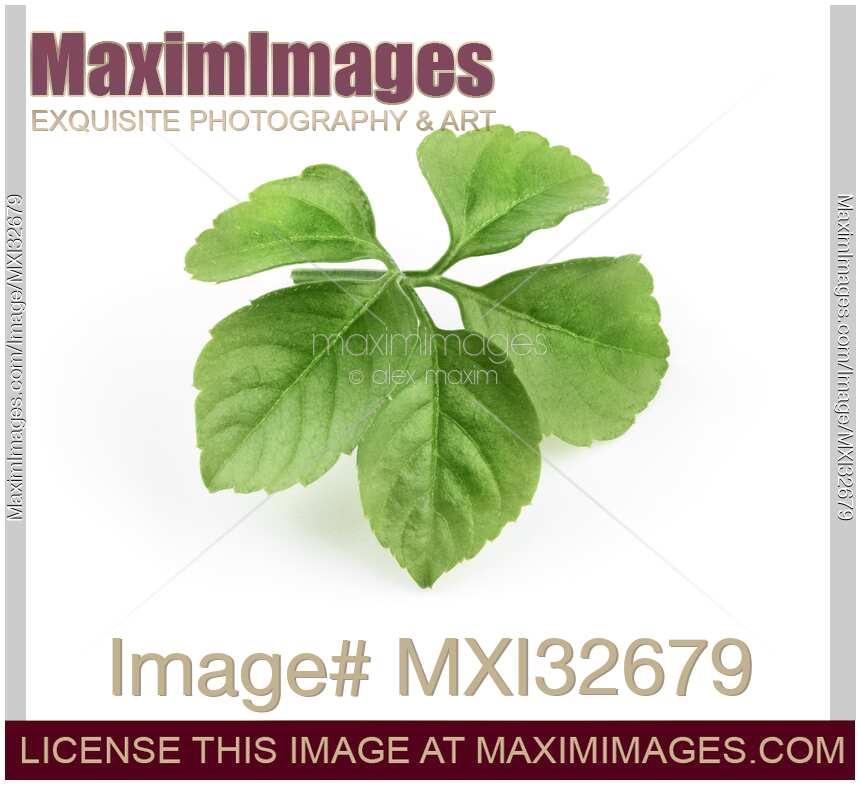 Jiaogulan plant leaf cluster closeup isolated on white