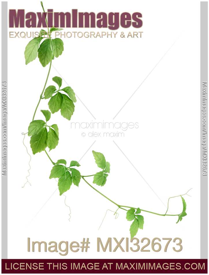 Jiaogulan plant vine Gynostemma pentaphyllum Jiao Gu Lan closeup of leaves on white