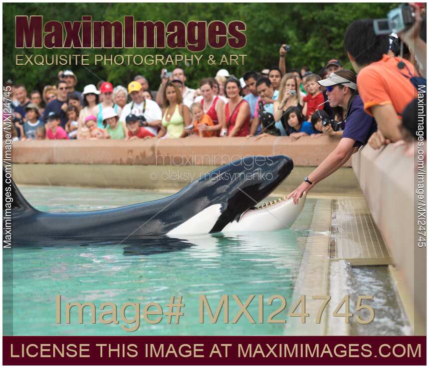 Killer Whale Show at MarineLand Niagara Falls