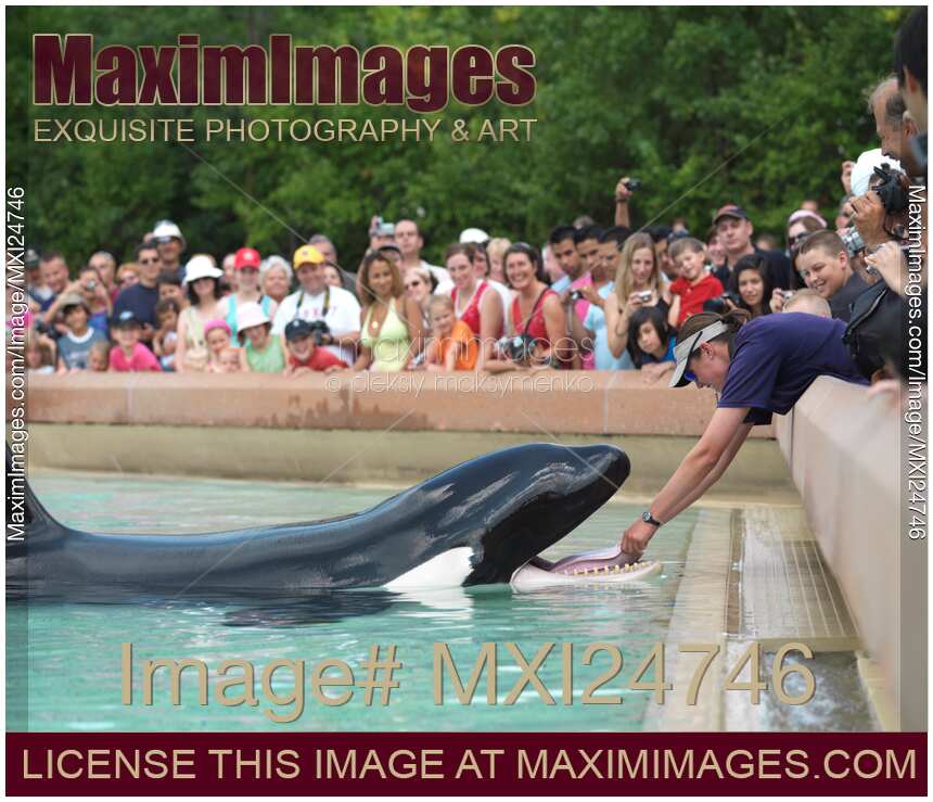 Killer Whale Show at MarineLand Niagara Falls