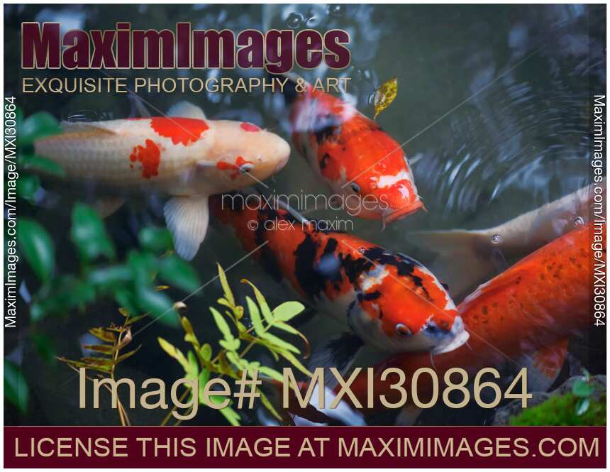 Kohaku and Showa Sanke varieties of Koi fish in a Japanese Zen garden pond in Kyoto