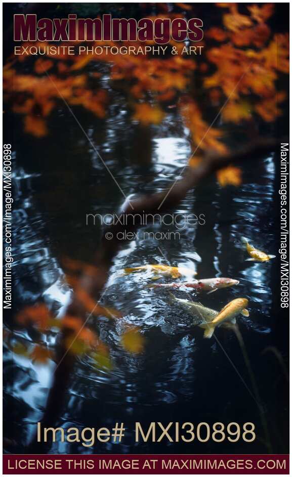 Koi fish in water of a Japanese Zen garden pond
